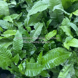 DƯƠNG XỈ LÁ ỔI (Bolbitis heteroclita) - CÂY THỦY SINH