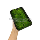 DÙI TRỐNG LÁ KIM (Eriocaulon cinereum) - CÂY THỦY SINH, BÁN CẠN