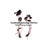 SEN RUBY ĐỎ | SUPER RED LOTUS - CÂY THỦY SINH