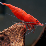 TÉP ĐỎ LỬA - FIRE RED SHRIMP