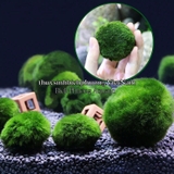 MARIO MOSS BALL - TẢO CẦU RÊU NHẬT BẢN