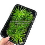 DÙI TRỐNG LÁ KIM (Eriocaulon cinereum) - CÂY THỦY SINH, BÁN CẠN