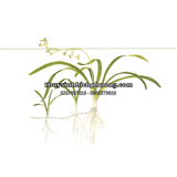 CÂY CỎ THÌA THỦY SINH