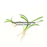 CÂY CỎ THÌA THỦY SINH