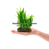 DƯƠNG XỈ JAVA MINI | MICROSORUM PTEROPUS MINI - CÂY THỦY SINH