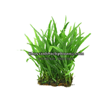 DƯƠNG XỈ JAVA MINI | MICROSORUM PTEROPUS MINI - CÂY THỦY SINH