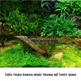 TIÊU THẢO PARVA MINI - CÂY THỦY SINH