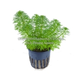 TIỂU BẢO THÁP - CÂY THỦY SINH