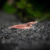 TÉP ĐỎ THƯỜNG - RED CHERRY SHRIMP