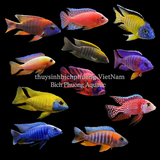 AHM CICHLID GREEN GRANULAT 90G - THỨC ĂN CHO CÁ CAO CẤP