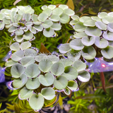 BÈO TAI CHUỘT - SALVINIA CUCULLATA