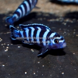AHM CICHLID LARGE XL CHIPS 110G - THỨC ĂN CÁ CAO CẤP