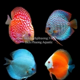 AHM BITS DISCUS GRANULAT 100G - THỨC ĂN CÁ ĐĨA CAO CẤP