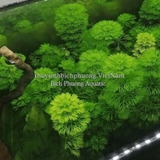 TIỂU BẢO THÁP - CÂY THỦY SINH