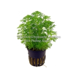 TIỂU BẢO THÁP - CÂY THỦY SINH