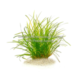 CỎ ĐỎ - CÂY THỦY SINH CẮM NỀN