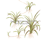 CỎ ĐỎ - CÂY THỦY SINH CẮM NỀN