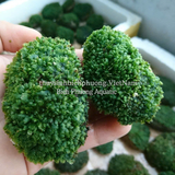 RÊU MINIFISS BÁM ĐÁ (BUỘC ĐÁ) - ĐIỂM TRANG TRÍ HỒ THỦY SINH CÁ CẢNH, TÉP CẢNH