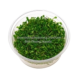 TRÂN CHÂU NHẬT (Glossostigma elatinoides) - CÂY THỦY SINH