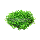 TRÂN CHÂU NHẬT (Glossostigma elatinoides) - CÂY THỦY SINH