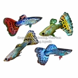 AHM GUPPY FISH GRANULAT 110G - THỨC ĂN CHO CÁ CAO CẤP