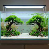 RÊU MINITAIWAN | MINI TAIWAN MOSS – RÊU THỦY SINH CHO HỒ CÁ, TERRARIUM