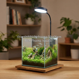 ĐÈN LED BIAOSE ĐẾ GỖ TRE DIMMER (CHIP LED OSRAM)