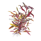 HUYẾT TÂM LAN CAO (Alternanthera reineckii 'Pink') - CÂY THỦY SINH