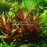 HUYẾT TÂM LAN CAO (Alternanthera reineckii 'Pink') - CÂY THỦY SINH