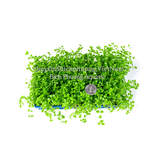 KHAY TRÂN CHÂU NGỌC TRAI (Micranthemum 'Monte Carlo' ) - CÂY THỦY SINH