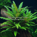 LIỄU RĂNG CƯA | HYGROPHILA PINNATIFIDA – CÂY THỦY SINH