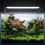 LIỄU RĂNG CƯA | HYGROPHILA PINNATIFIDA – CÂY THỦY SINH