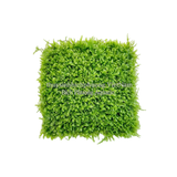 RÊU MINITAIWAN | MINI TAIWAN MOSS – RÊU THỦY SINH CHO HỒ CÁ, TERRARIUM