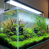 RÊU MINITAIWAN | MINI TAIWAN MOSS – RÊU THỦY SINH CHO HỒ CÁ, TERRARIUM
