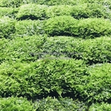 RÊU MINITAIWAN | MINI TAIWAN MOSS – RÊU THỦY SINH CHO HỒ CÁ, TERRARIUM