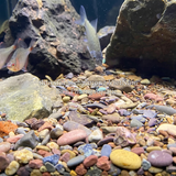 SẠN SUỐI 7 MÀU - SEVEN-COLOR STREAM GRAVEL