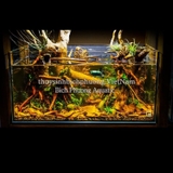 NƯỚC ĐEN BLACKWATER