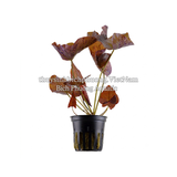CÂY SÚNG XÁC PHÁO (SEN TIGER RED) – RED TIGER LOTUS