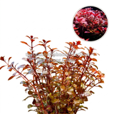 TÂN ĐẾ TÀI HỒNG - CÂY THỦY SINH