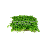 TRÂN CHÂU CUBA (Hemianthus callitrichoides ‘Cuba’)