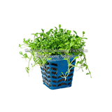 TRÂN CHÂU NHẬT (Glossostigma elatinoides) - CÂY THỦY SINH