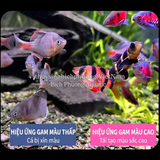 ĐÈN UFO LANGZU 90W WRGB (APP)