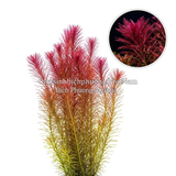 ROTALA WALLICHII (HỒNG LIỄU) - CÂY THỦY SINH