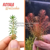 ROTALA WALLICHII (HỒNG LIỄU) - CÂY THỦY SINH