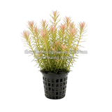 ROTALA WALLICHII (HỒNG LIỄU) - CÂY THỦY SINH