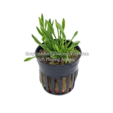 TIÊU THẢO PARVA MINI - CÂY THỦY SINH