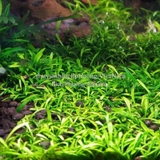 TIÊU THẢO PARVA MINI - CÂY THỦY SINH