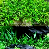 TIÊU THẢO PARVA MINI - CÂY THỦY SINH
