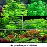 TIỂU BẢO THÁP - CÂY THỦY SINH
