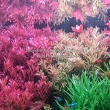 TL – CỐT NỀN 5S SUBTRATES PRO (FE+)